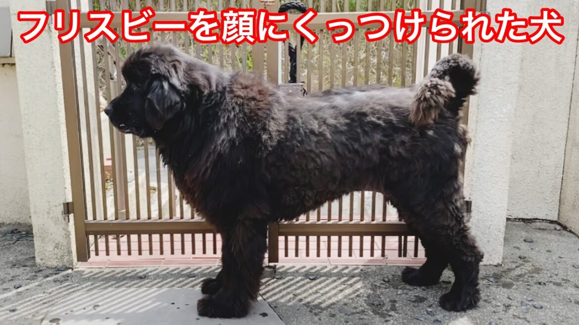 ハプニングあり😂 グレートデンとニューファンドランド❤️