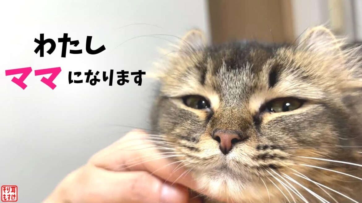 赤ちゃんが蹴った♡出産直前の胎動に感動…【妊娠60日目】