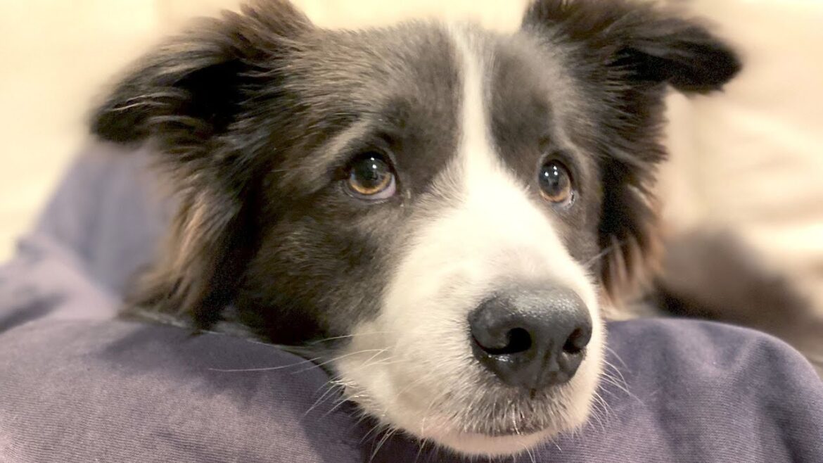 【犬が来て23ヶ月】1年間のボーダーコリーとの暮らしを振り返って大忘年会！！！