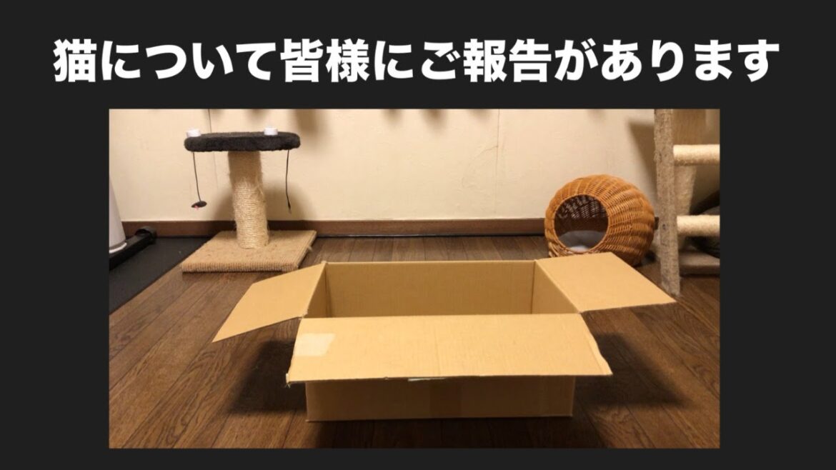 ルイ（ベンガル猫4歳）の状況について