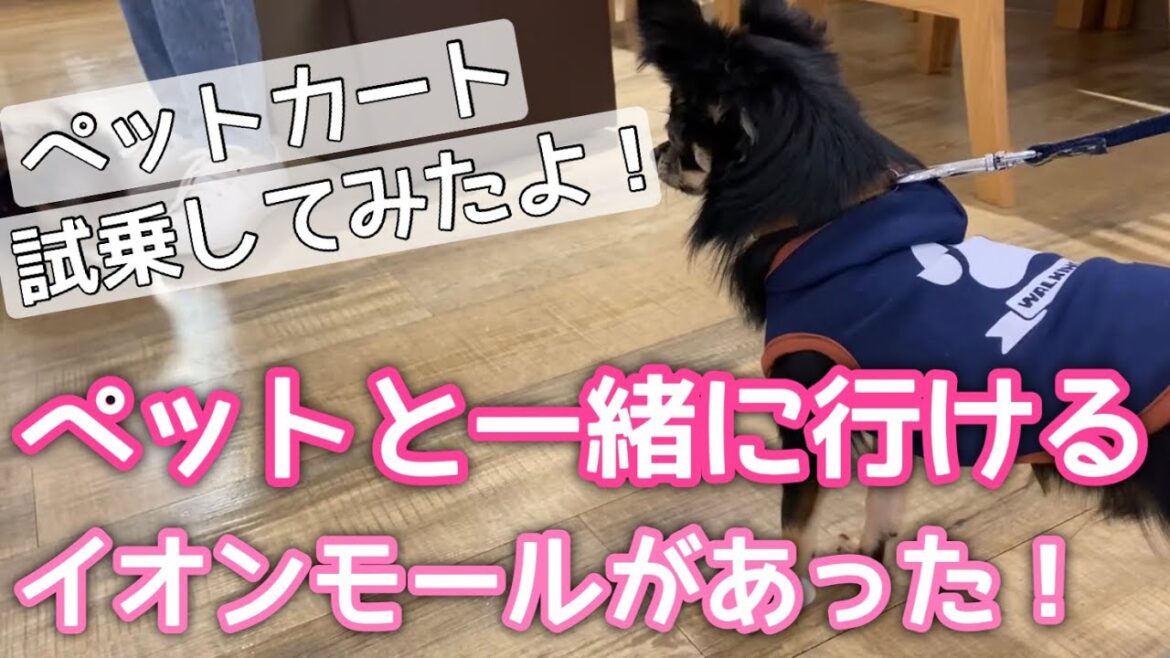 かわいい犬｜ロングコートチワワのウルくん【ペットと一緒に行けるイオンモールがあった！！ペットカートの試乗もしてきました】
