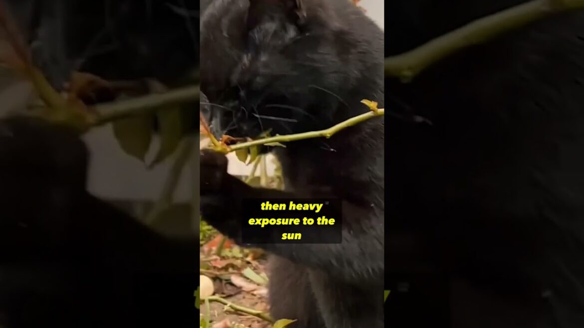 Black cats can turn copper #shorts