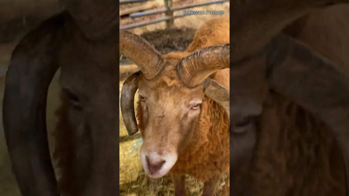 フヒーン変顔するひつじのむっちゃん【六甲山牧場】#shorts