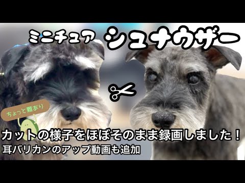 【シュナウザー】バリカンカット セルフカットの参考になるかな?まゆげは短めです。 【シュナウザー】バリカンカット セルフカットの参考になるかな?まゆげは短めです。