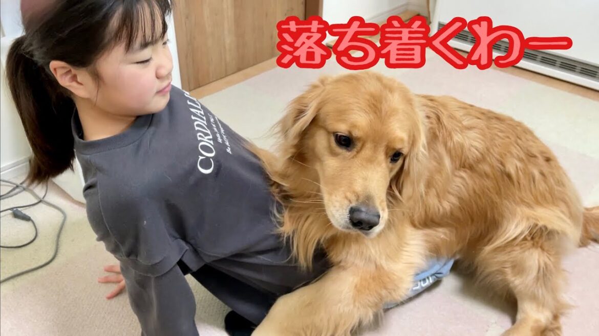 大好きな姉に依存しすぎな大型犬クッキー【ゴールデンレトリバーとミニチュアダックスフンド】 大好きな姉に依存しすぎな大型犬クッキー【ゴールデンレトリバーとミニチュアダックスフンド】