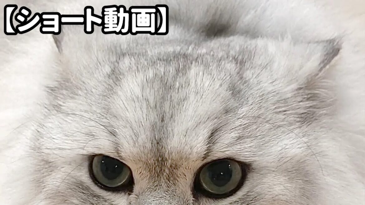 ただひたすらイカ耳な猫 【サイベリアン】 #Shorts