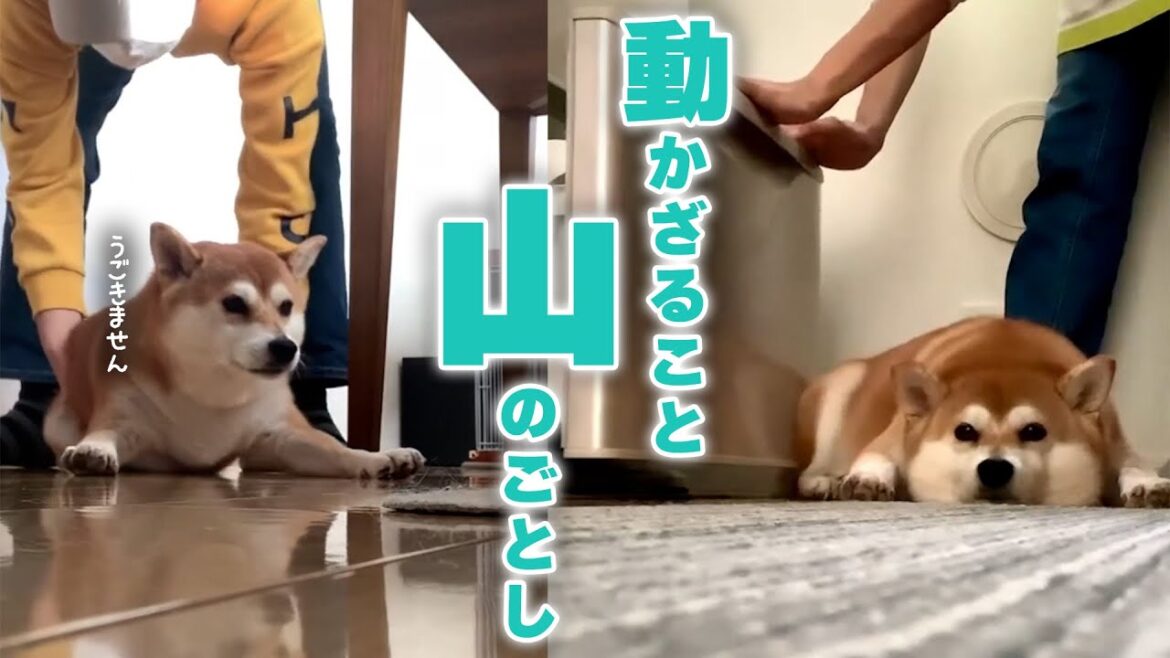山のように動かない柴さん｜PECO