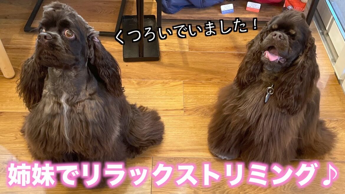 姉妹でリラックストリミング♪アメリカン・コッカー・スパニエル「優芽ちゃん」&「桜ちゃん」2021年5月6日(木)