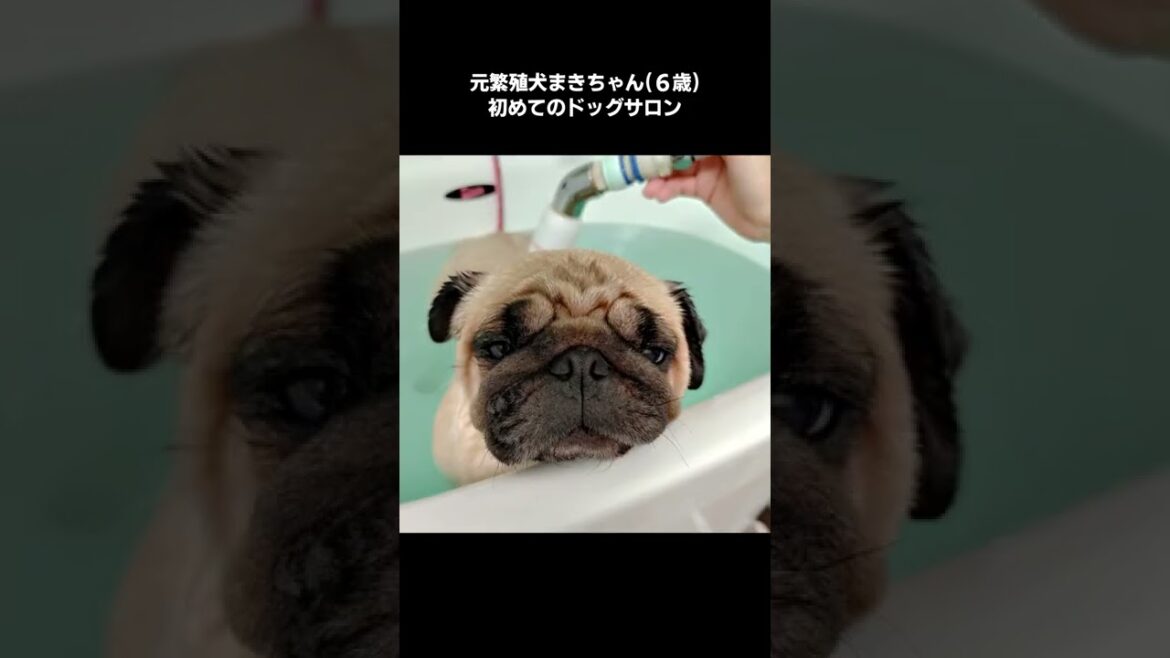 ふごぉぉぉぉおおおおおおお！ってこんな声はじめて聞いたWWWWWWWW