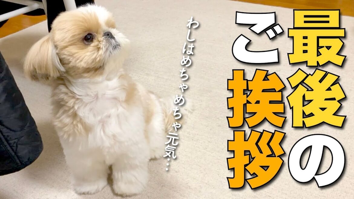 【シーズー】コロナ療養中の飼い主をよそにますますパワーアップするうちの愛犬。【220】