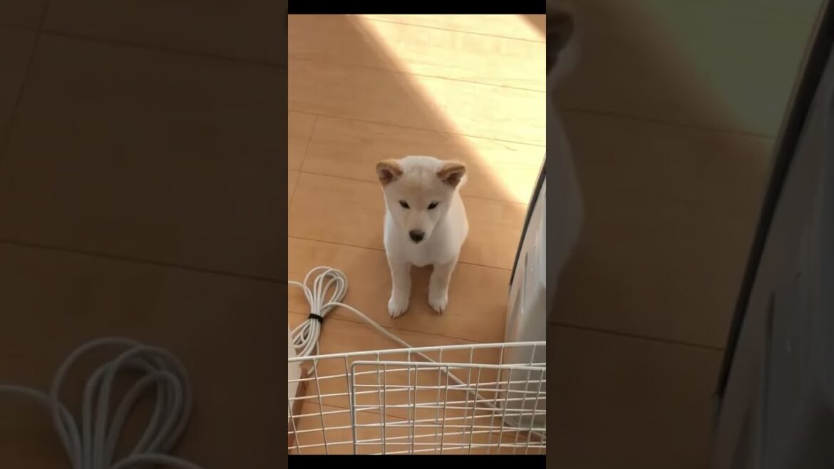 飼い主が起きてくるのを健気に待つ子犬の柴犬＃shorts