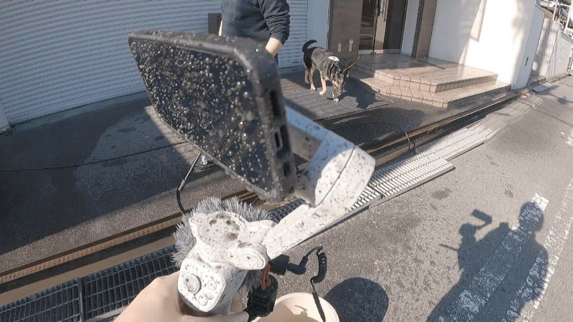 愛犬と大掃除してたら最後に大惨事になりました【ジャーマンシェパード】