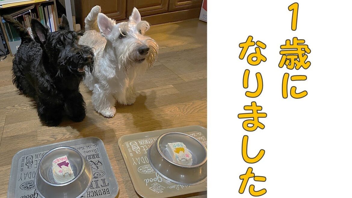 【祝】1歳になりました！！【スコティッシュテリア】