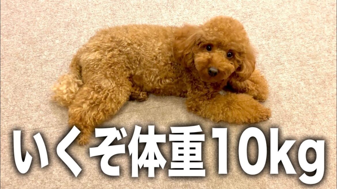 トイプードルで飼ったけどスタンダードプードルとして生きていく。【2023】