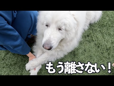グレートピレニーズ パピー にメロメロの飼い主と美女に夢中な愛犬です グレートピレニーズ パピー にメロメロの飼い主と美女に夢中な愛犬です