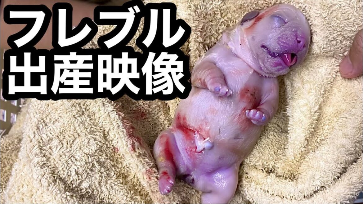 【壮絶】ブリーダーがフレンチブルドッグの出産シーンを撮ってきた 【壮絶】ブリーダーがフレンチブルドッグの出産シーンを撮ってきた