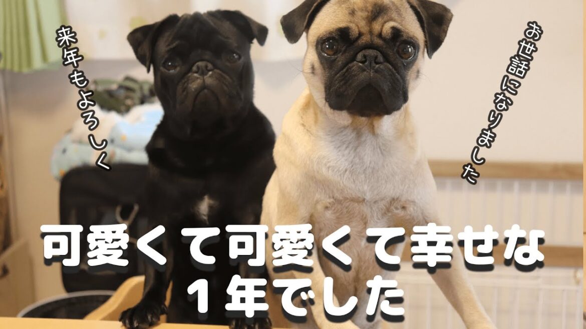 今年１年を振り返ったらたくさんの可愛いと幸せがありました。【パグ多頭】