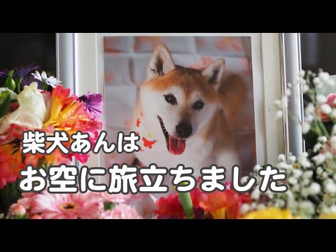 柴犬あんの旅立ち – あんと貫太の絆の物語 – 柴犬あんの旅立ち - あんと貫太の絆の物語 -