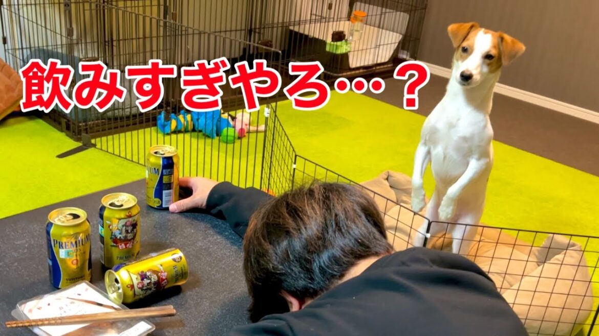 【大晦日】過ごし方がわからない犬［しゃべる犬 ジャックラッセルテリア］