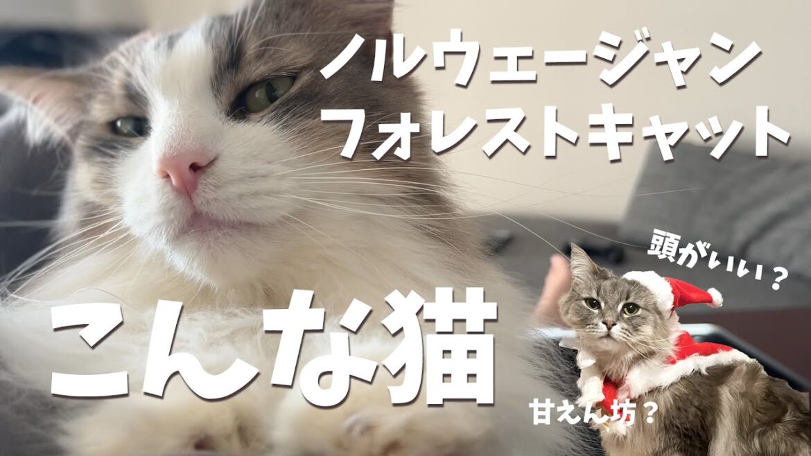 ノルウェージャンフォレストキャットをお迎えして気づいた特徴