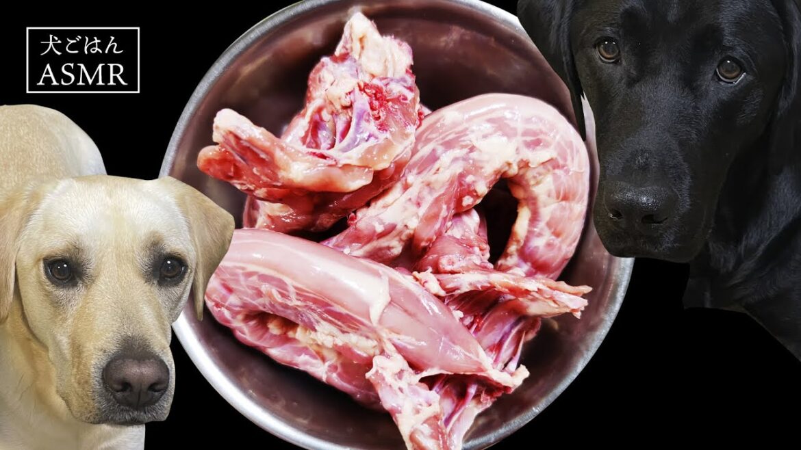 【ASMR  犬ごはん】鶏ネックを骨ごとバリバリと食べるラブラドールレトリバー/Labrador eats a raw chicken Neck 生肉/生鶏骨/咀嚼音