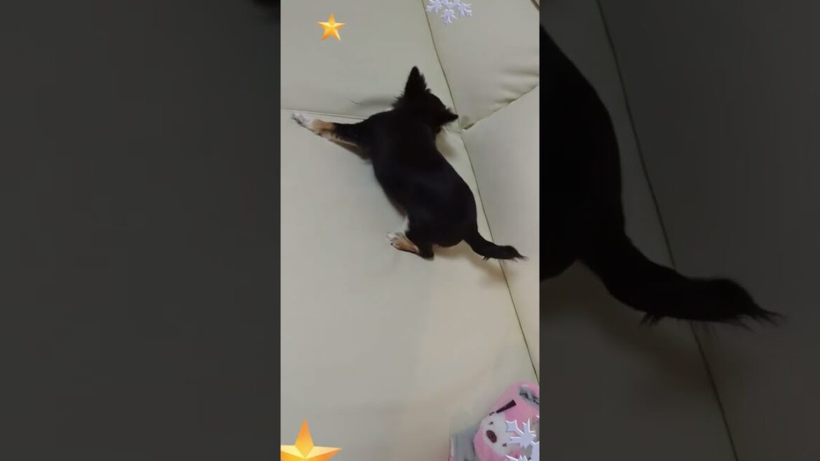 【超極小子犬】ロングコートチワワ可愛いしぐさ♡