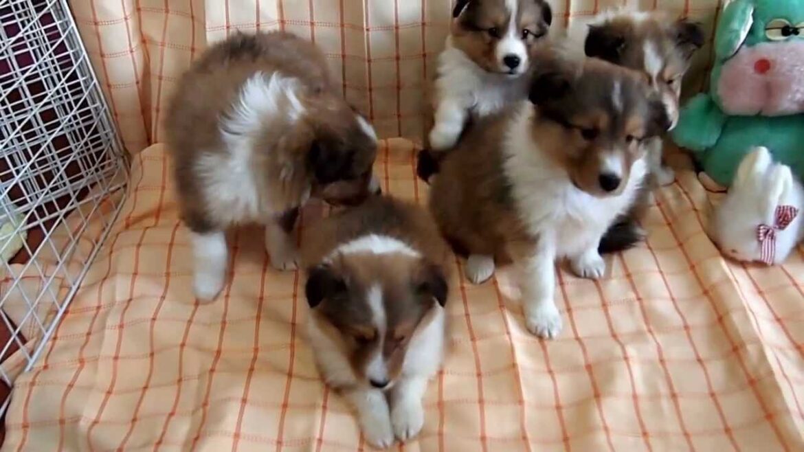 シェットランドシープドッグの子犬たち　2013年4月7日生まれ