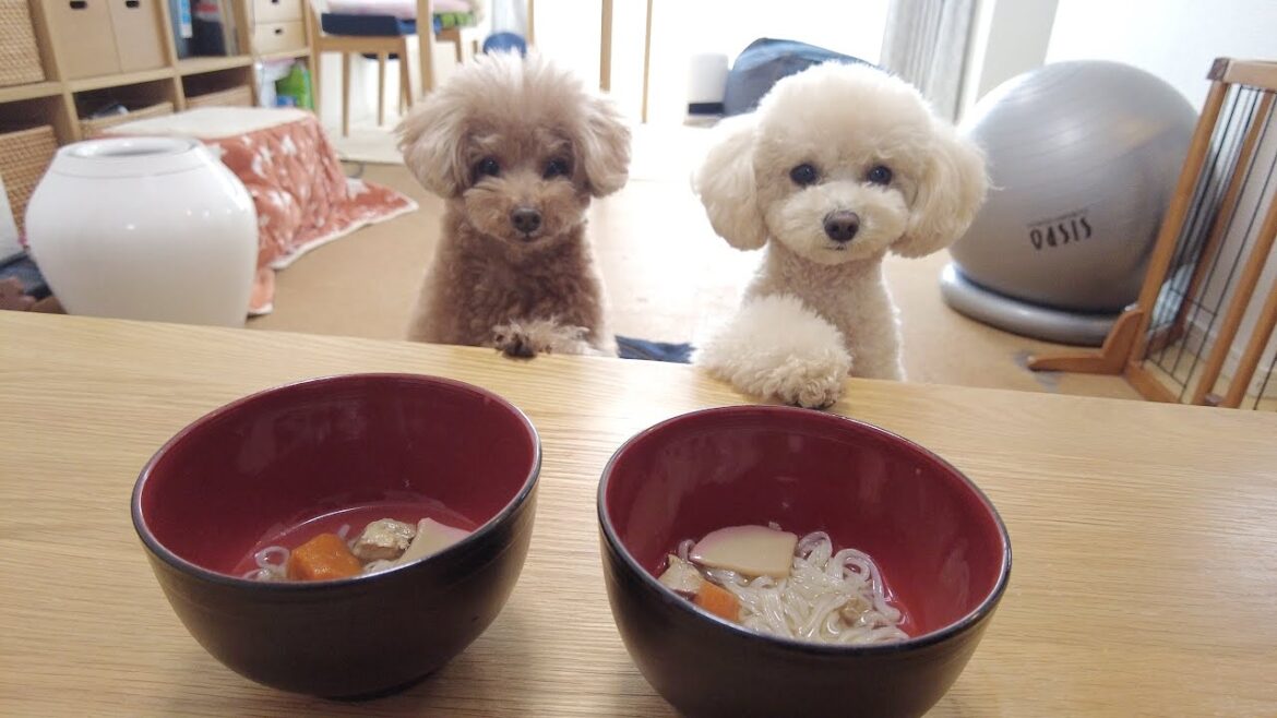 グルメな愛犬に年越しそばをあげたら100点満点の反応でした! グルメな愛犬に年越しそばをあげたら100点満点の反応でした!