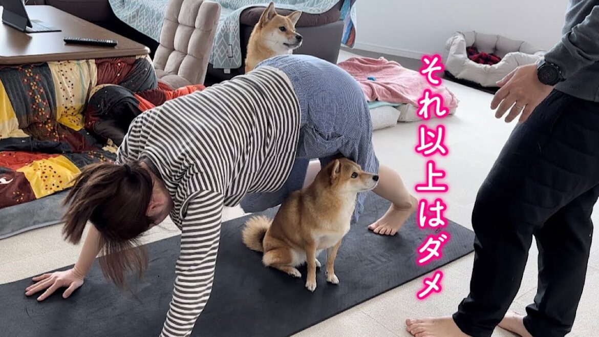 年末太りしたママにパパがスパルタすぎて必死に止めに入る柴犬が可愛い