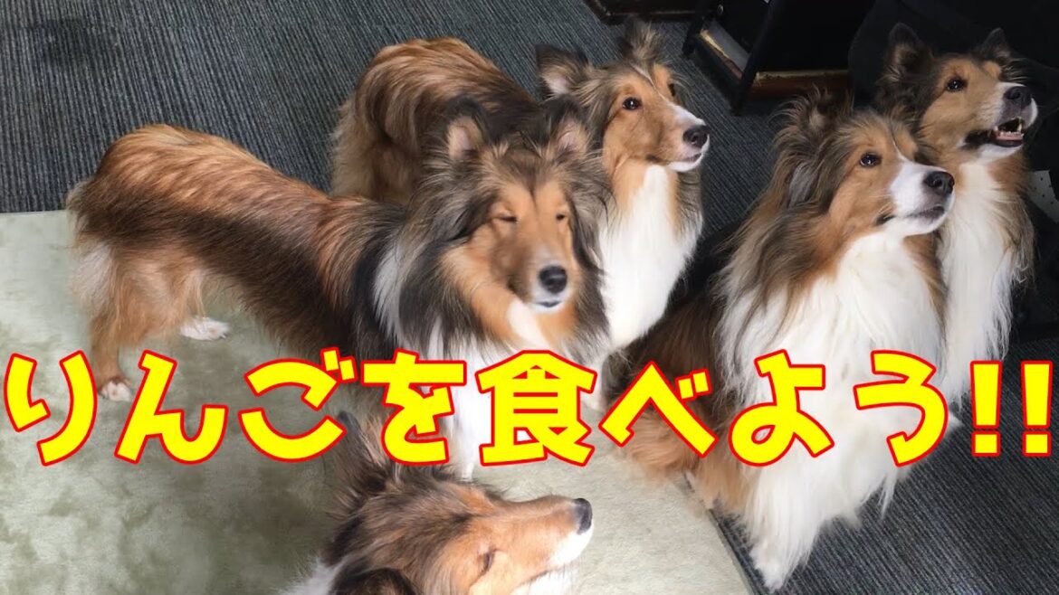 【シェルティ】りんごを食べよう🍎【甘いね】