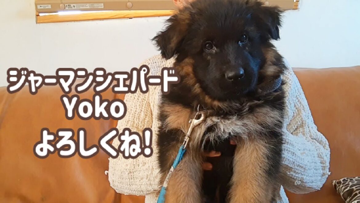 [ジャーマンシェパード] ジャーマンシェパード子犬（生後６０日）飼い始めました！[German Shepherd] I'm getting a German Shepherd puppy!