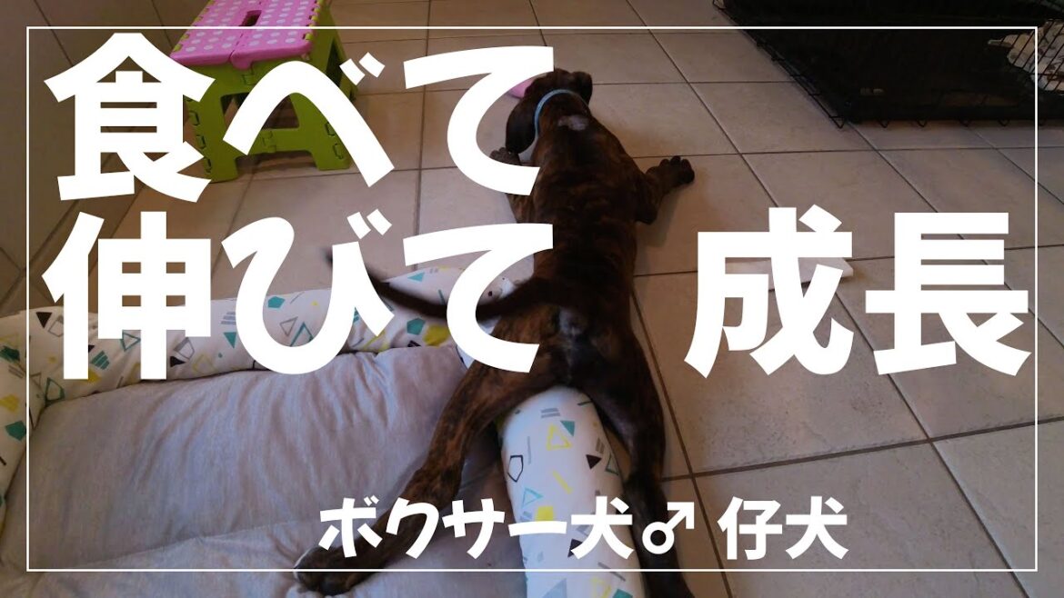 よく食べ よく遊ぶ ボクサー仔犬の休日