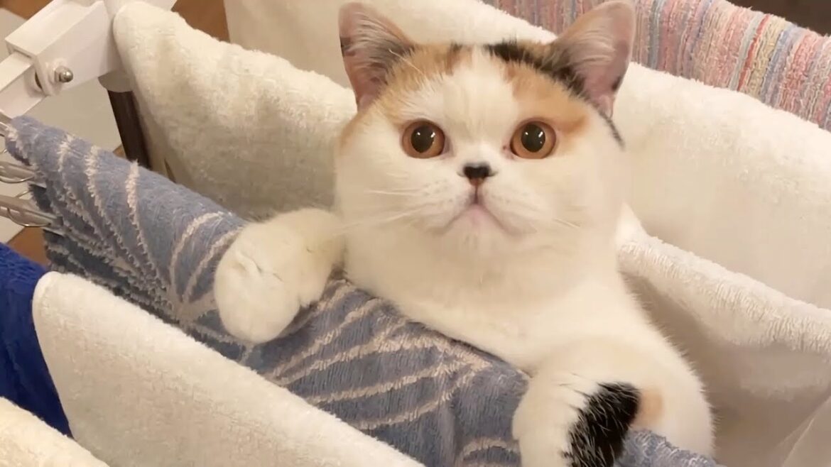 あんみつ誕生からの成長記録 あんみつ誕生からの成長記録