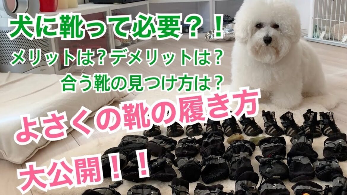 犬に靴って必要？！メリット、デメリットは？？よさくの靴の履き方を大公開！！【ビションフリーゼよさく】