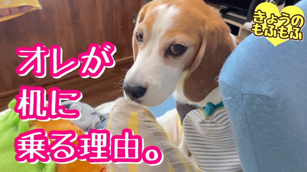 掃除中さつきさんが机に乗る理由とは…【ビーグルさつきとポメと猫】