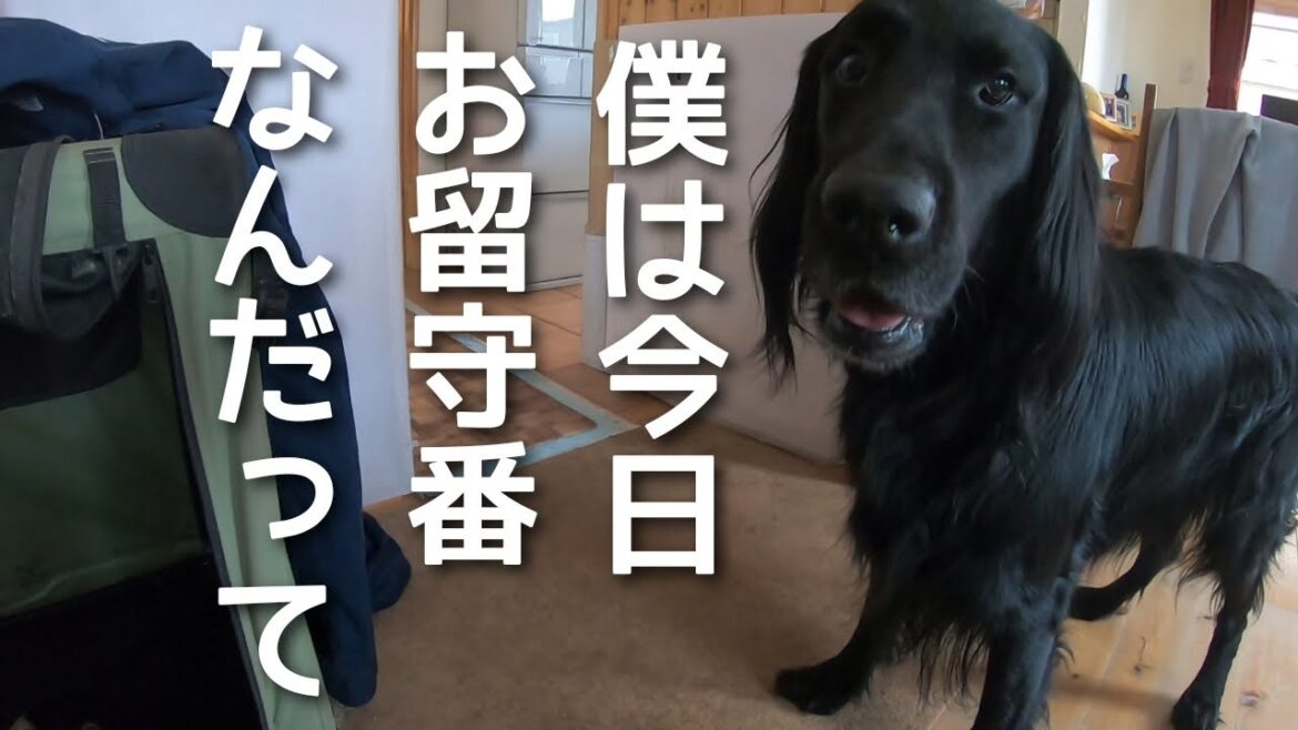 今年もこの季節がやってきました【フラットコーテッドレトリーバー＃97】