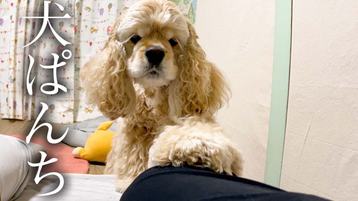 飼い主に犬パンチを繰り出すアメリカンコッカースパニエル