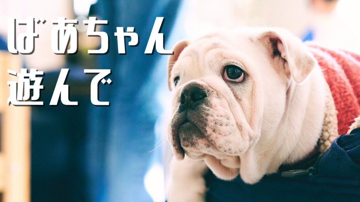 ばあちゃんちにブルドッグのパピーを連れてってみた