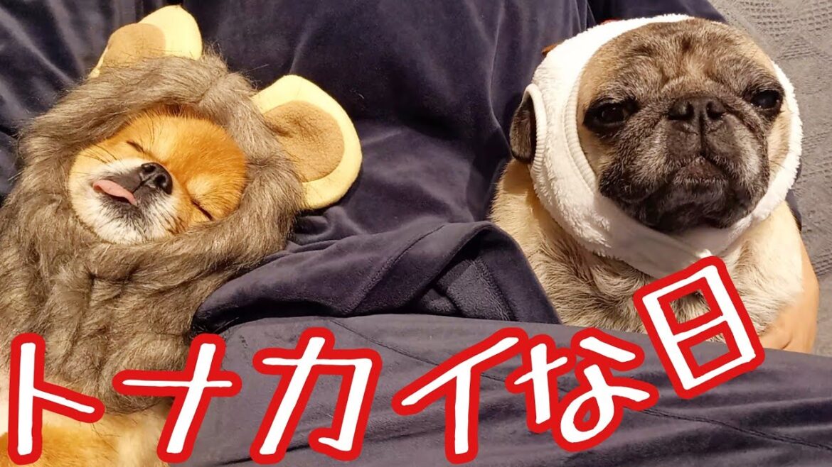 パグとチワワのクリスマス！トナカイ祭りに！