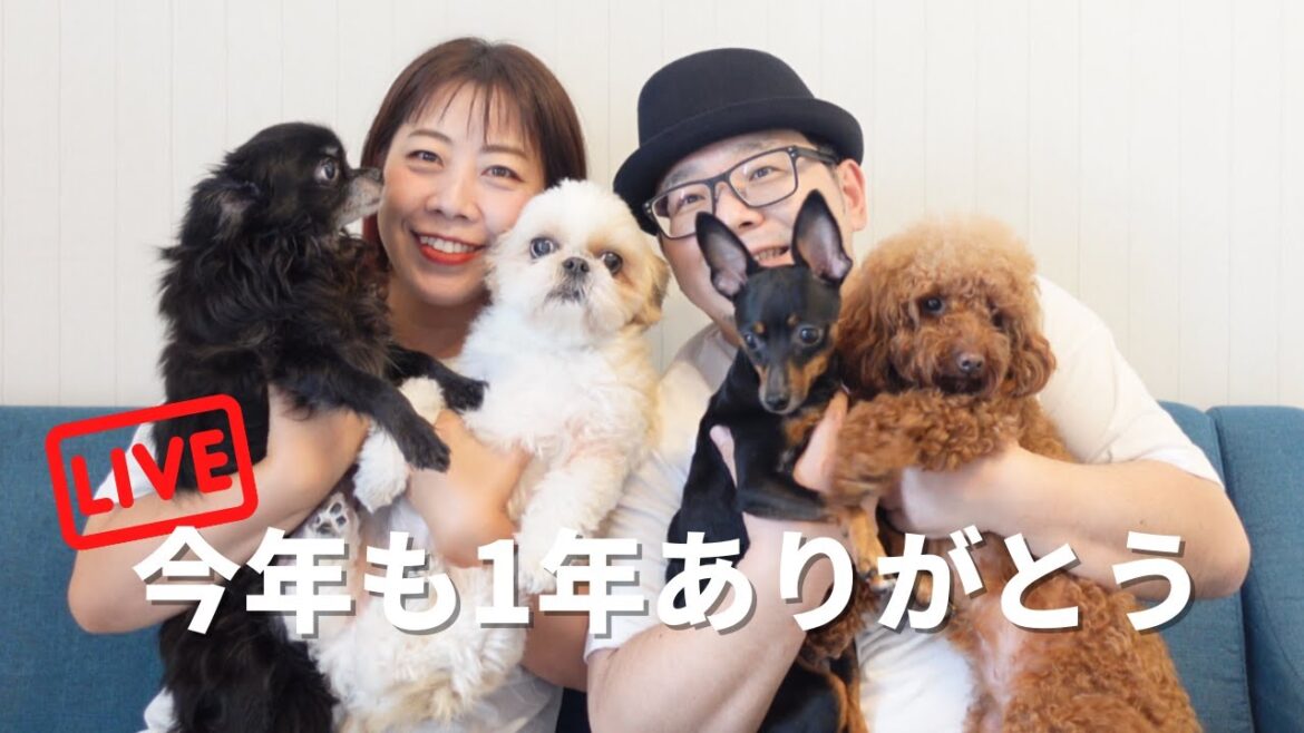 年末ありがとうライブ～多頭飼い～チワワ・シーズー・ミニチュアピンシャー・トイプードル