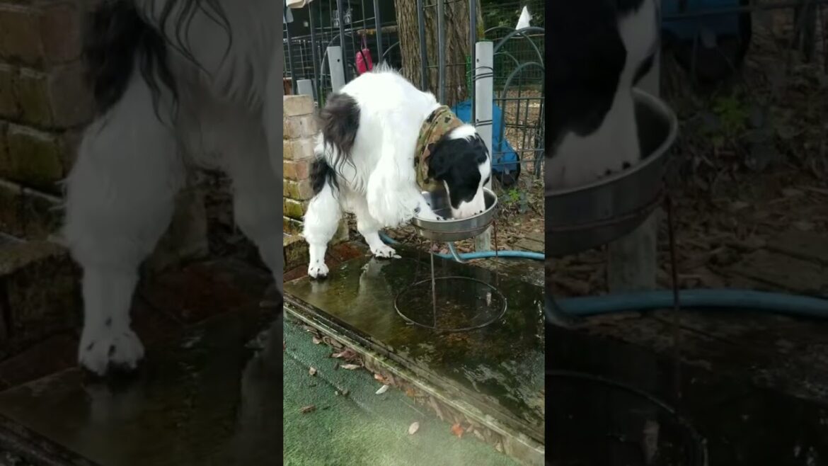 イングリッシュコッカースパニエル　あれ？水遊びしたら飲む水が減っちゃったw After playing with water... English Cocker Spaniel #shorts