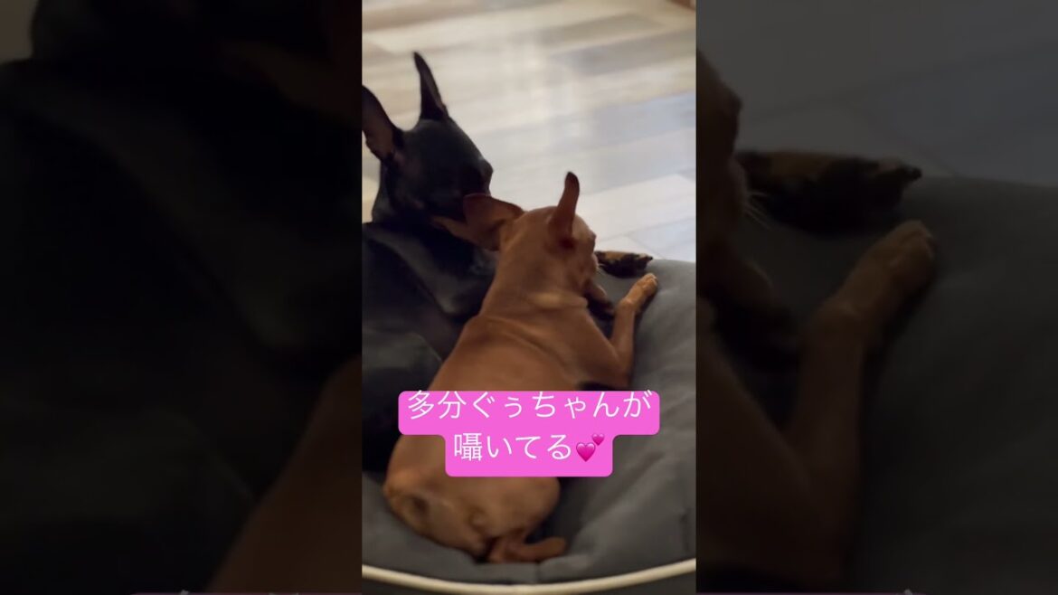 【癒】愛を囁く　#ミニチュアピンシャー　#miniaturepinscher