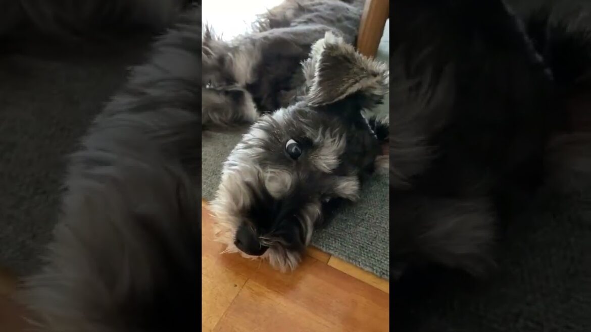 遊びすぎで疲れて眠い犬。ミニチュアシュナウザーひじき #shorts