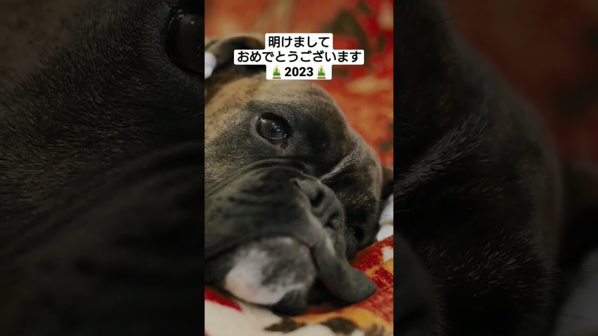 怖くないボクサー犬子犬の新年はダラダラ始まる #shorts #ボクサー犬 #boxerdog  #boxerpuppy  #happynewyear2023 怖くないボクサー犬子犬の新年はダラダラ始まる #shorts #ボクサー犬 #boxerdog  #boxerpuppy  #happynewyear2023