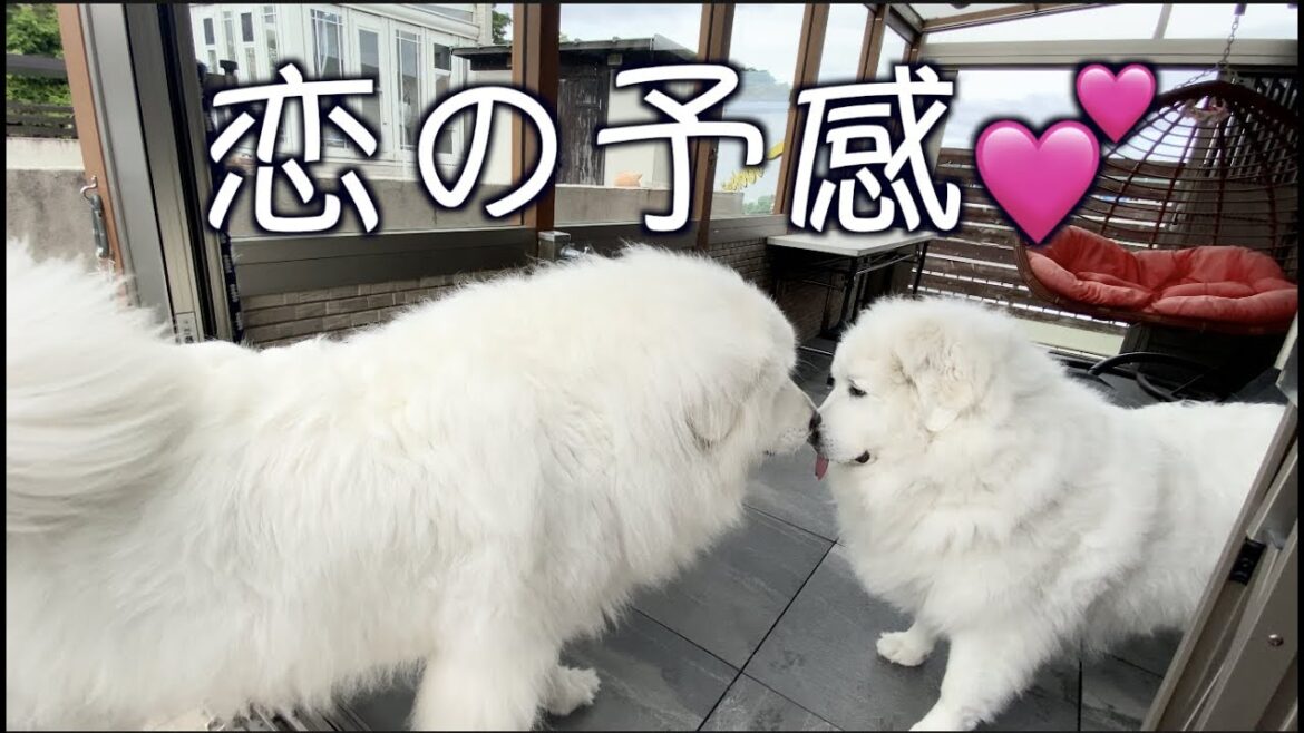 グレートピレニーズ のお友達に恋心を抱きました