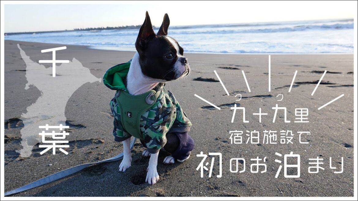 【ボストンテリア】九十九里で初の宿泊施設にお泊まり 【ボストンテリア】九十九里で初の宿泊施設にお泊まり