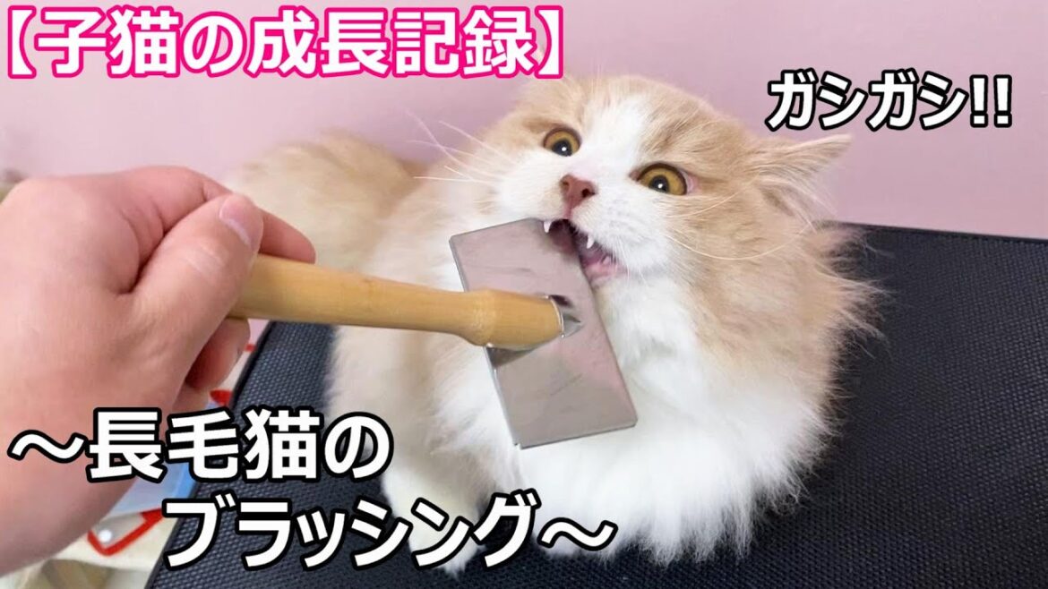 【子猫の成長記録♥長毛猫のブラッシング♥マンチカン短足】∼猫のいる生活Vol.8∼ マンチカン短足・ミヌエット・ペルシャ猫専門ブリーダー『ペット蔵人』 【子猫の成長記録♥長毛猫のブラッシング♥マンチカン短足】∼猫のいる生活Vol.8∼ マンチカン短足・ミヌエット・ペルシャ猫専門ブリーダー『ペット蔵人』