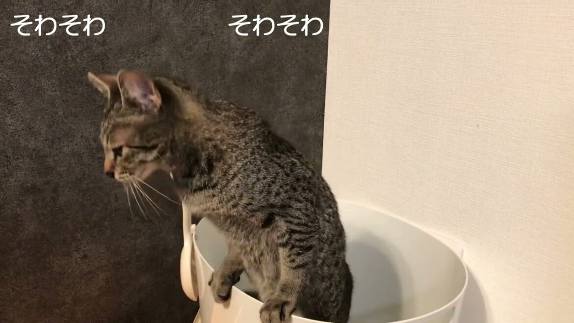 立ったまま豪快にうんちするパウロ【エジプシャンマウ】 立ったまま豪快にうんちするパウロ【エジプシャンマウ】