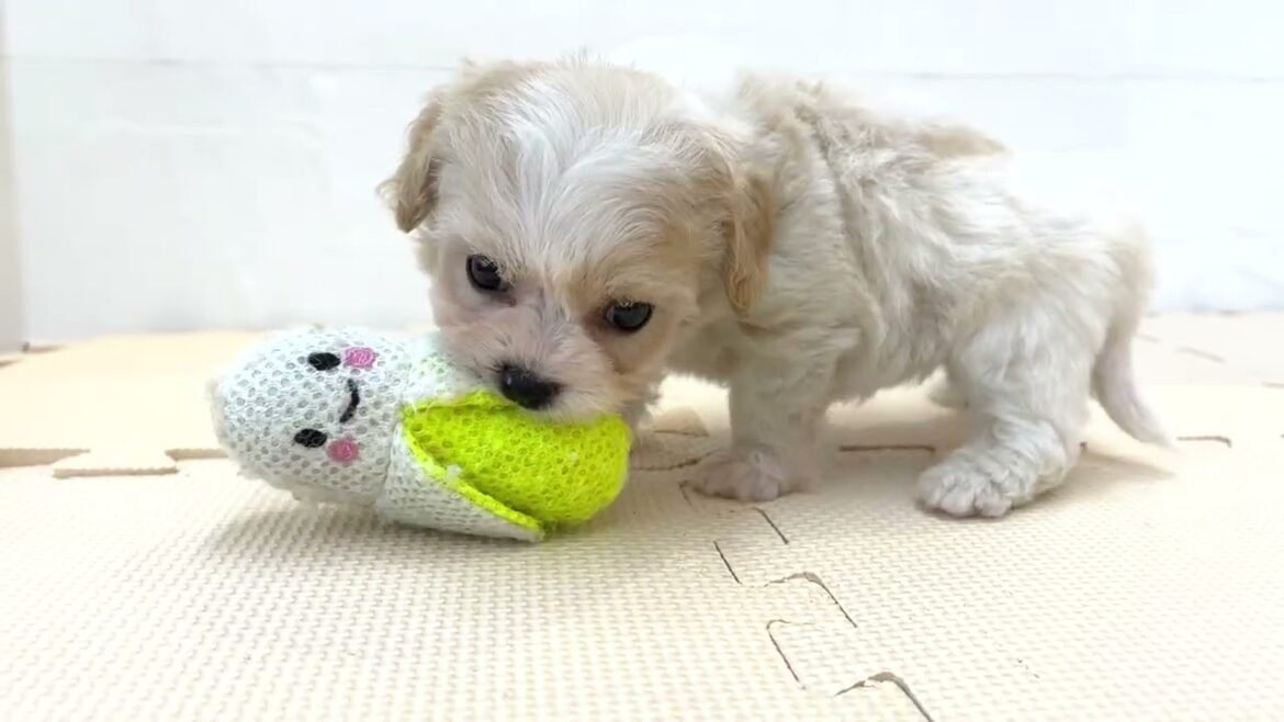 【キャバション】大人気！キャバリアとビションフリーゼのMIX犬！