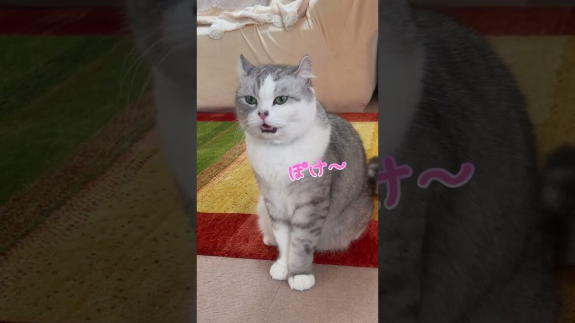 口を開けたまま見つめてくる兄猫に笑っちゃうw 口を開けたまま見つめてくる兄猫に笑っちゃうw